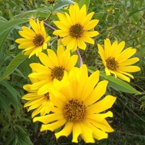 Meet your Posher, Deb